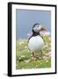 Atlantic Puffin. Scotland, Shetland Islands-Martin Zwick-Framed Photographic Print