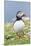 Atlantic Puffin. Scotland, Shetland Islands-Martin Zwick-Mounted Photographic Print