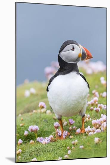 Atlantic Puffin. Scotland, Shetland Islands-Martin Zwick-Mounted Photographic Print