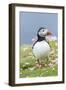 Atlantic Puffin. Scotland, Shetland Islands-Martin Zwick-Framed Photographic Print