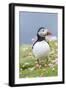 Atlantic Puffin. Scotland, Shetland Islands-Martin Zwick-Framed Photographic Print