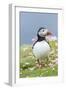 Atlantic Puffin. Scotland, Shetland Islands-Martin Zwick-Framed Photographic Print