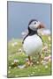 Atlantic Puffin. Scotland, Shetland Islands-Martin Zwick-Mounted Photographic Print