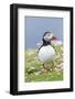 Atlantic Puffin. Scotland, Shetland Islands-Martin Zwick-Framed Photographic Print