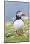 Atlantic Puffin. Scotland, Shetland Islands-Martin Zwick-Mounted Photographic Print