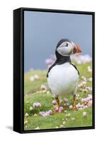 Atlantic Puffin. Scotland, Shetland Islands-Martin Zwick-Framed Stretched Canvas