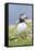 Atlantic Puffin. Scotland, Shetland Islands-Martin Zwick-Framed Stretched Canvas