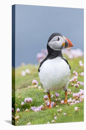 Atlantic Puffin. Scotland, Shetland Islands-Martin Zwick-Stretched Canvas