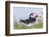 Atlantic Puffin. Scotland, Shetland Islands-Martin Zwick-Framed Photographic Print