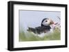 Atlantic Puffin. Scotland, Shetland Islands-Martin Zwick-Framed Photographic Print