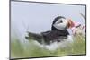 Atlantic Puffin. Scotland, Shetland Islands-Martin Zwick-Mounted Photographic Print