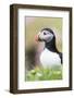 Atlantic Puffin. Scotland, Shetland Islands-Martin Zwick-Framed Photographic Print