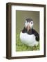 Atlantic Puffin. Scotland, Shetland Islands-Martin Zwick-Framed Photographic Print