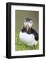 Atlantic Puffin. Scotland, Shetland Islands-Martin Zwick-Framed Photographic Print