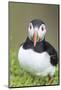 Atlantic Puffin. Scotland, Shetland Islands-Martin Zwick-Mounted Photographic Print