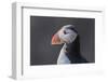 Atlantic Puffin. Scotland, Shetland Islands-Martin Zwick-Framed Photographic Print