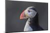 Atlantic Puffin. Scotland, Shetland Islands-Martin Zwick-Mounted Photographic Print