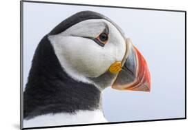 Atlantic Puffin. Scotland, Shetland Islands-Martin Zwick-Mounted Photographic Print