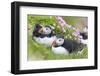 Atlantic Puffin. Scotland, Shetland Islands-Martin Zwick-Framed Photographic Print