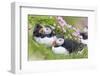 Atlantic Puffin. Scotland, Shetland Islands-Martin Zwick-Framed Photographic Print