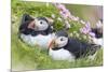 Atlantic Puffin. Scotland, Shetland Islands-Martin Zwick-Mounted Photographic Print