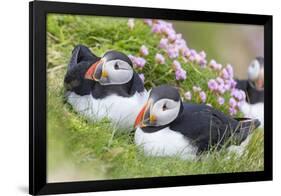 Atlantic Puffin. Scotland, Shetland Islands-Martin Zwick-Framed Photographic Print