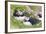 Atlantic Puffin. Scotland, Shetland Islands-Martin Zwick-Framed Photographic Print