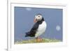 Atlantic Puffin. Scotland, Shetland Islands-Martin Zwick-Framed Photographic Print