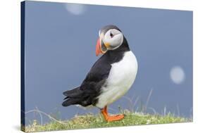 Atlantic Puffin. Scotland, Shetland Islands-Martin Zwick-Stretched Canvas