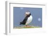 Atlantic Puffin. Scotland, Shetland Islands-Martin Zwick-Framed Photographic Print