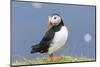 Atlantic Puffin. Scotland, Shetland Islands-Martin Zwick-Mounted Photographic Print