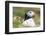 Atlantic Puffin. Scotland, Shetland Islands-Martin Zwick-Framed Photographic Print