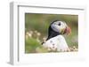 Atlantic Puffin. Scotland, Shetland Islands-Martin Zwick-Framed Photographic Print