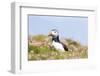 Atlantic Puffin. Scotland, Shetland Islands-Martin Zwick-Framed Photographic Print