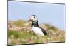 Atlantic Puffin. Scotland, Shetland Islands-Martin Zwick-Mounted Photographic Print