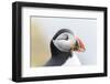 Atlantic Puffin. Scotland, Shetland Islands-Martin Zwick-Framed Photographic Print