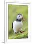 Atlantic Puffin. Scotland, Shetland Islands-Martin Zwick-Framed Photographic Print