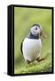 Atlantic Puffin. Scotland, Shetland Islands-Martin Zwick-Framed Stretched Canvas