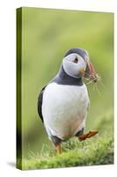 Atlantic Puffin. Scotland, Shetland Islands-Martin Zwick-Stretched Canvas