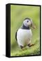 Atlantic Puffin. Scotland, Shetland Islands-Martin Zwick-Framed Stretched Canvas