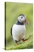 Atlantic Puffin. Scotland, Shetland Islands-Martin Zwick-Stretched Canvas