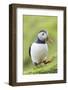 Atlantic Puffin. Scotland, Shetland Islands-Martin Zwick-Framed Photographic Print