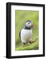 Atlantic Puffin. Scotland, Shetland Islands-Martin Zwick-Framed Photographic Print