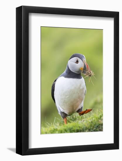 Atlantic Puffin. Scotland, Shetland Islands-Martin Zwick-Framed Photographic Print