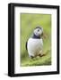 Atlantic Puffin. Scotland, Shetland Islands-Martin Zwick-Framed Photographic Print