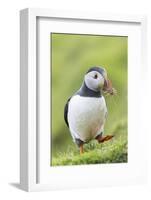 Atlantic Puffin. Scotland, Shetland Islands-Martin Zwick-Framed Photographic Print