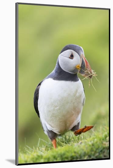 Atlantic Puffin. Scotland, Shetland Islands-Martin Zwick-Mounted Photographic Print