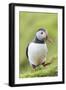 Atlantic Puffin. Scotland, Shetland Islands-Martin Zwick-Framed Photographic Print