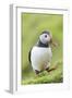 Atlantic Puffin. Scotland, Shetland Islands-Martin Zwick-Framed Photographic Print