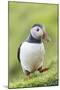 Atlantic Puffin. Scotland, Shetland Islands-Martin Zwick-Mounted Photographic Print